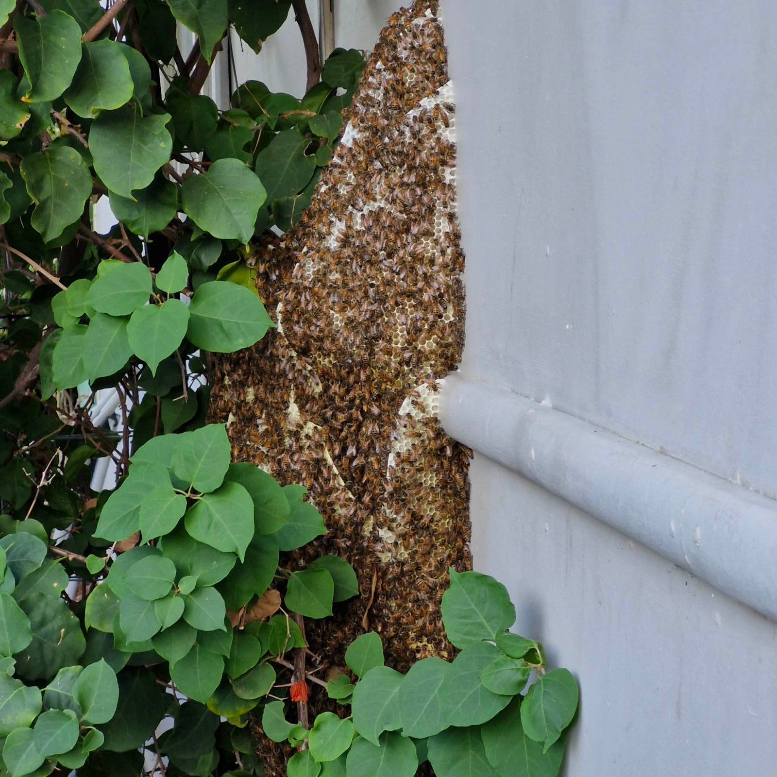Swarm photo